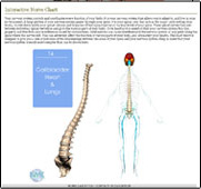 Chiro Websites, chiropractic SEO